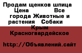 Продам щенков шпица › Цена ­ 20 000 - Все города Животные и растения » Собаки   . Крым,Красногвардейское